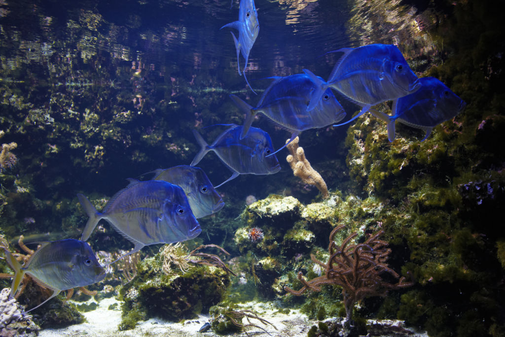 Aquarium de La Rochelle - Client : Osram
