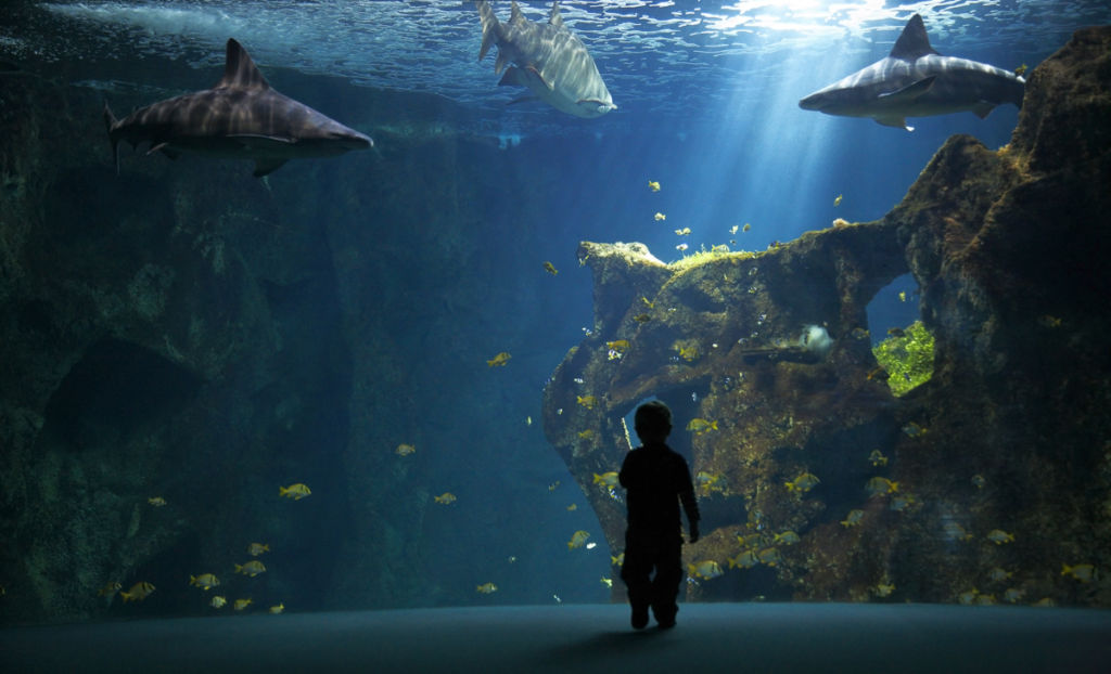 Aquarium de La Rochelle - Client : Osram
