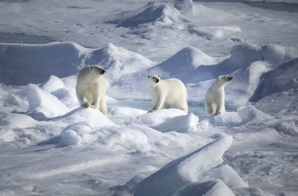Ours polaire - Polar bear