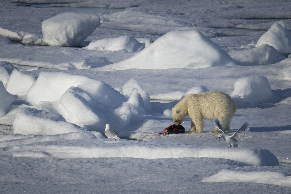 Ours polaire - Polar bear